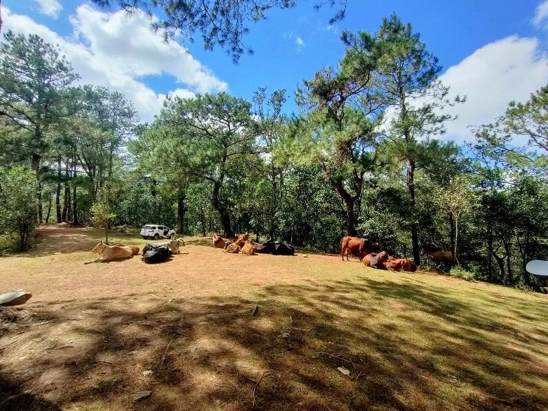 Farm Land Eco Park Pasture Land For Sale In Tublay Benguet