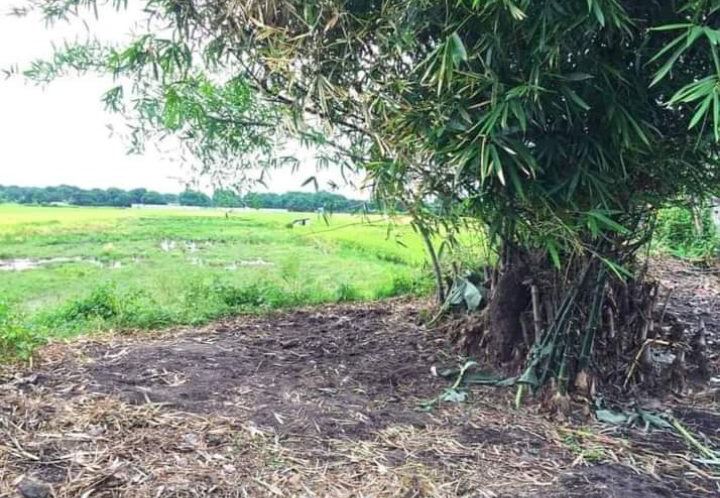 Farm Lot For Apartment For Sale In FloridaBlanca Pampanga Near SCTEX Exit