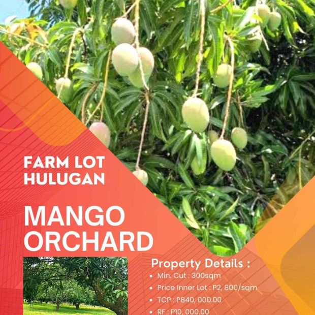 FARM LOT FOR SALE MANGO FARM BRGY BAGUMBONG JALA JALA RIZAL