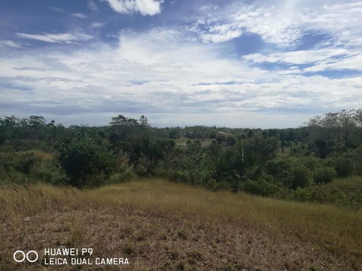 15 4 Hectares Farm Lot For Sale In Tutuloy Cuyapo Nueva Ecija