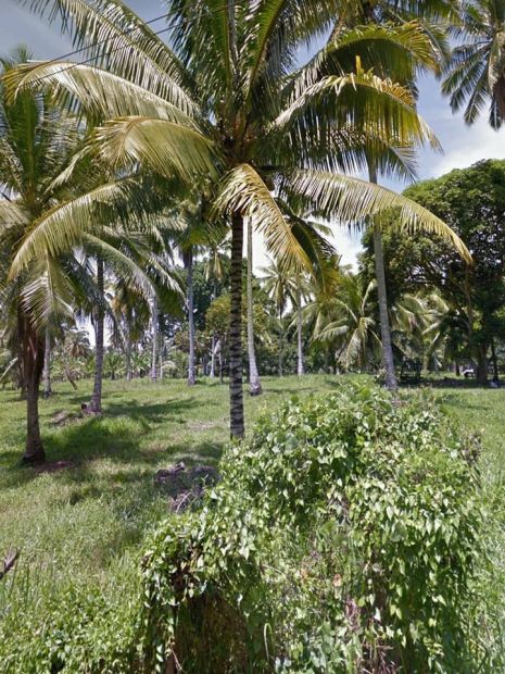 10-000-sqm-1-hectare-land-with-clean-title