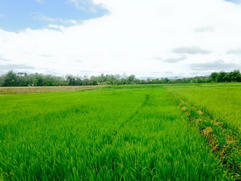 Agricultural Lot For Sale at Vallencia, Bukidnon