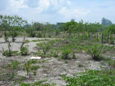 Beach Lot for Sale, 700sqm Lot in Aringay, Prestine, La Union, Capstone ...