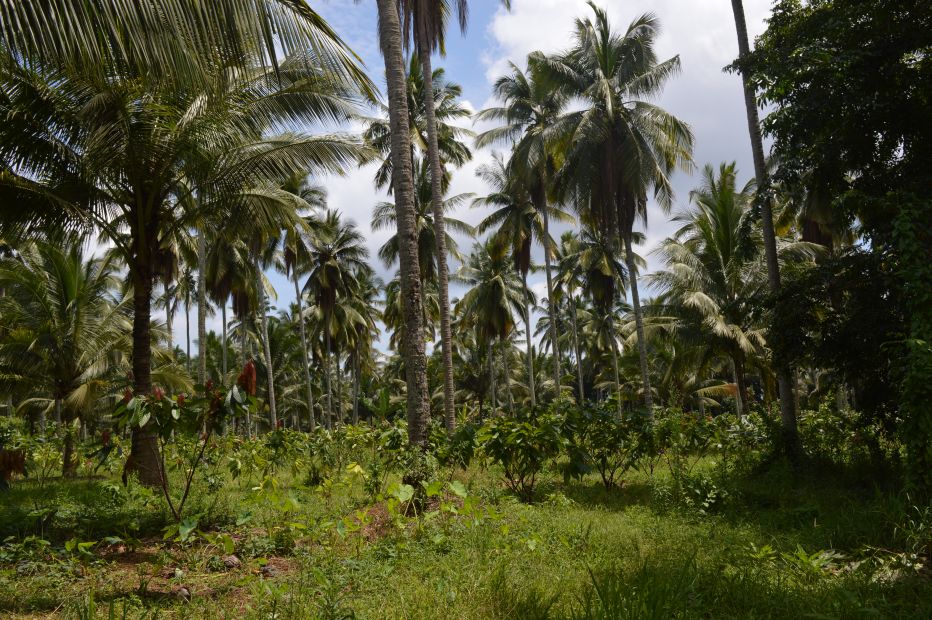 Agricultural Land with Cacao and Coconut Trees