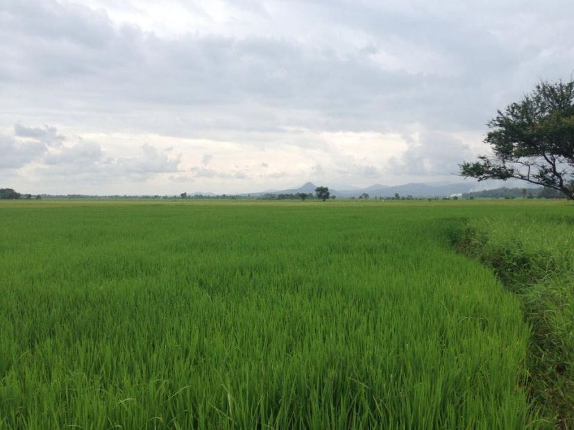 Rice Field in Tongantongan Valencia Bukidnon 6.5 Hectare