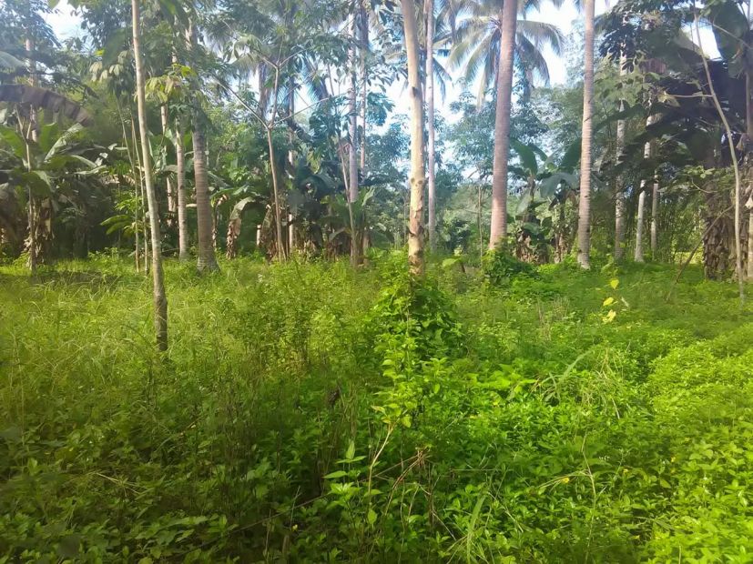 ZRL-10 | Farm Lot for Sale in Las Nieves, Agusan del Norte