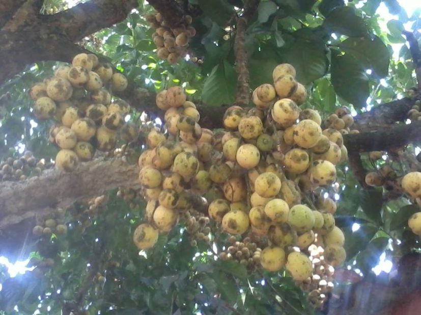 Lansones, with durian fruit bearing trees 1000+ plant trees