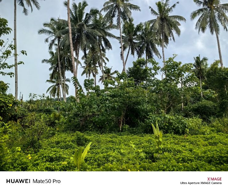 Agricultural lot for sale in Roxas Palawan