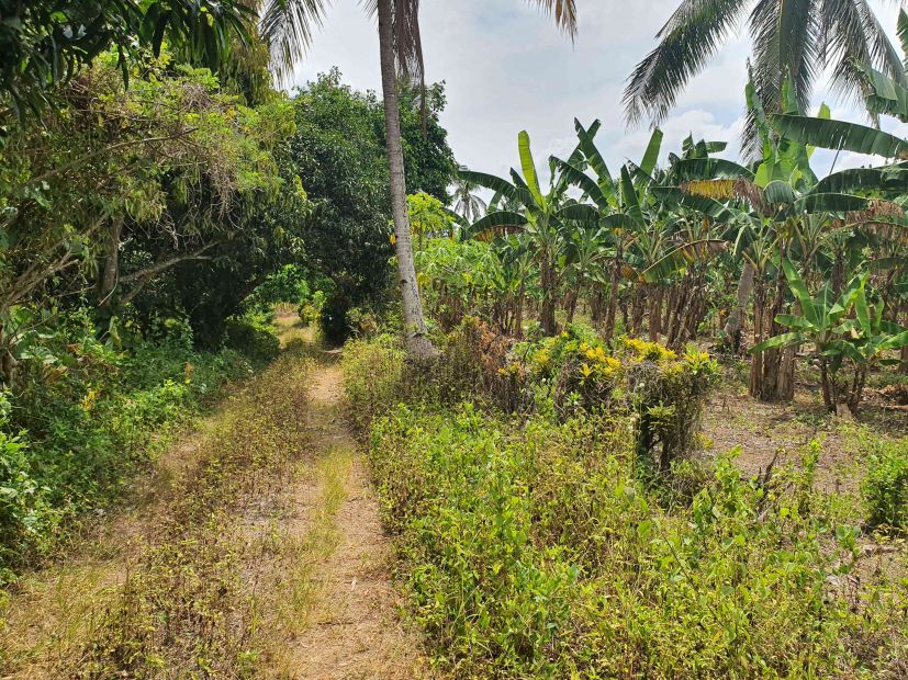 Lot For Sale At Amadeo Cavite Ideal Farmland With Fruit Bearing Trees 