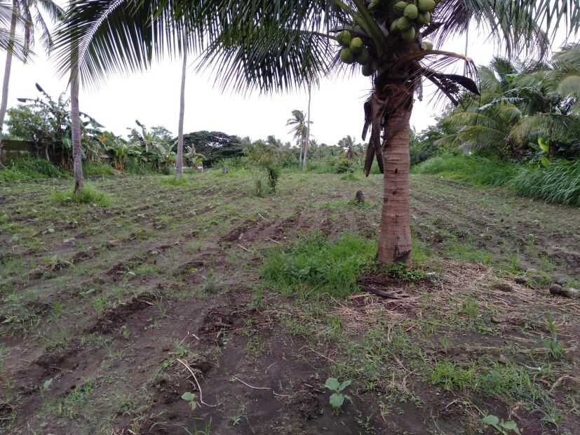 Farm lot for sale in calaca, Batangas