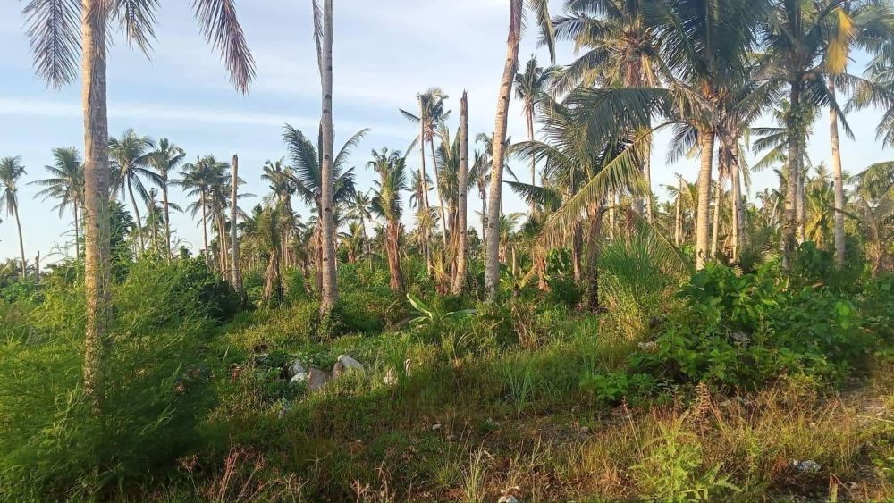 Property Lot For Sale At Surigao Del Norte