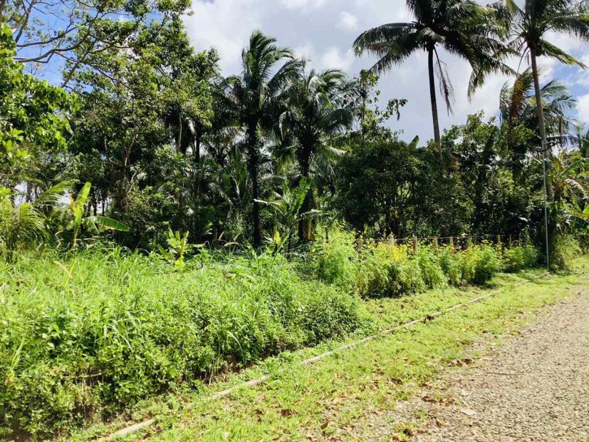 655 square meters Farm Lot - Sinaliw Malaki, Alfonso, Cavite Area only ...