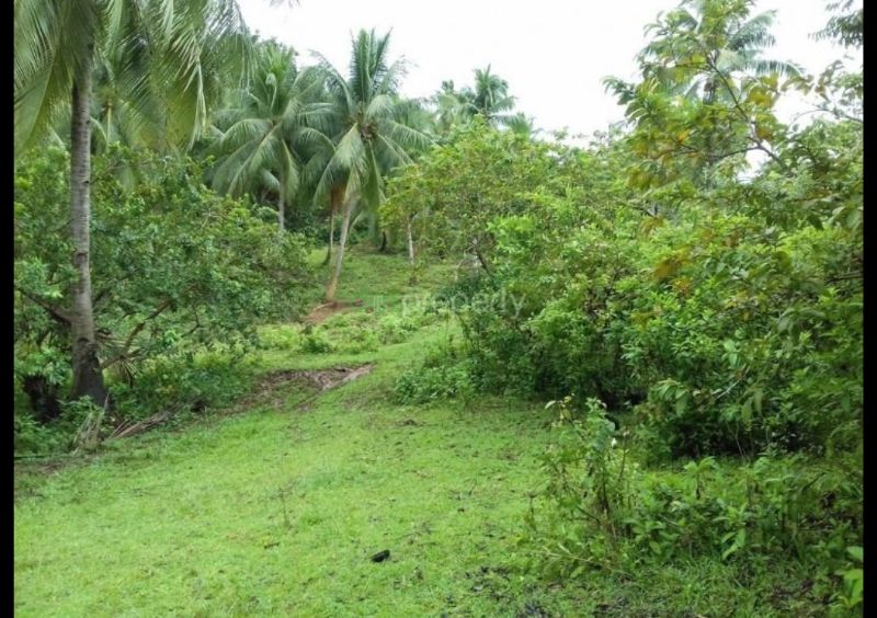 14745sqm Mangrove Beachfront Dapa Siargao Lot for Sale