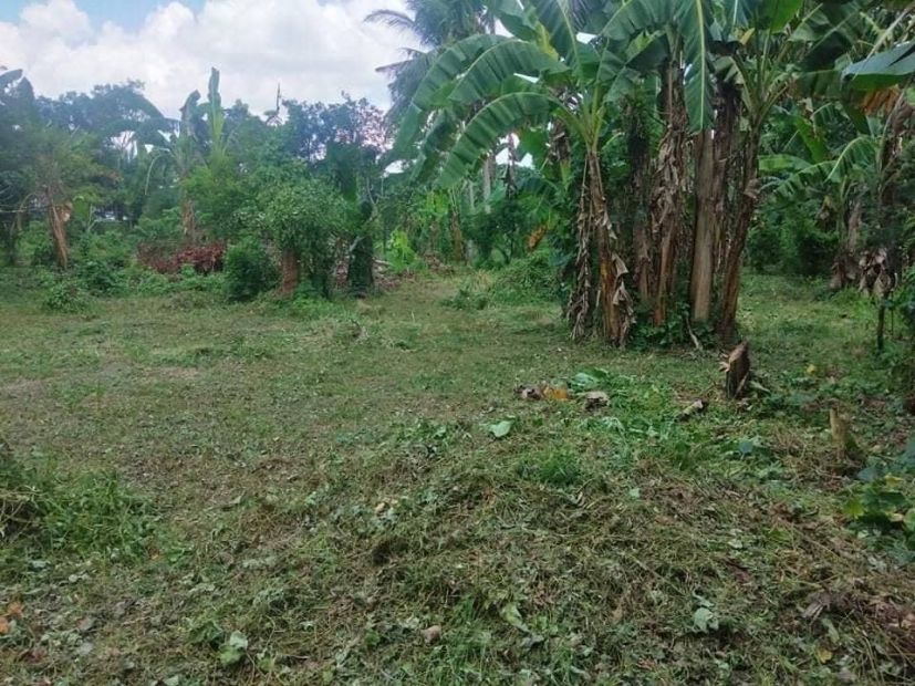 Affordable Farm Lot In Tiaong Quezon