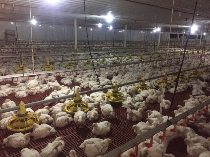 Tunnel Ventilated Poultry Farm in Batangas