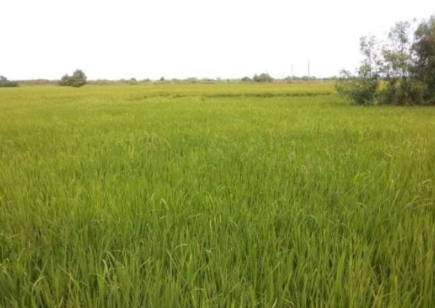 Taliptip Bulacan Riceland For Sale