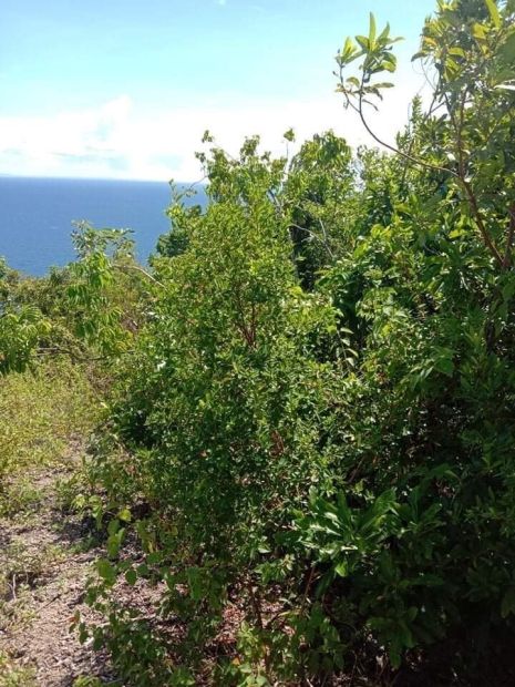 Rush Sale Sea View Lot 3,065 sqm in Brgy. Arbor, Boljoon, Cebu