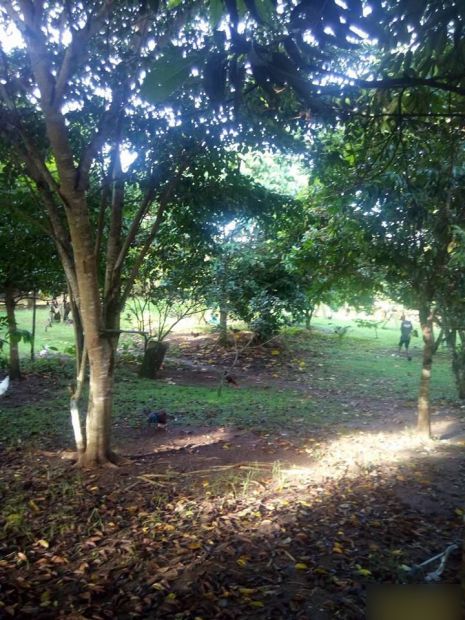 1 Hectare Silang Cavite Farm Lot near Tagaytay City Rush Sale