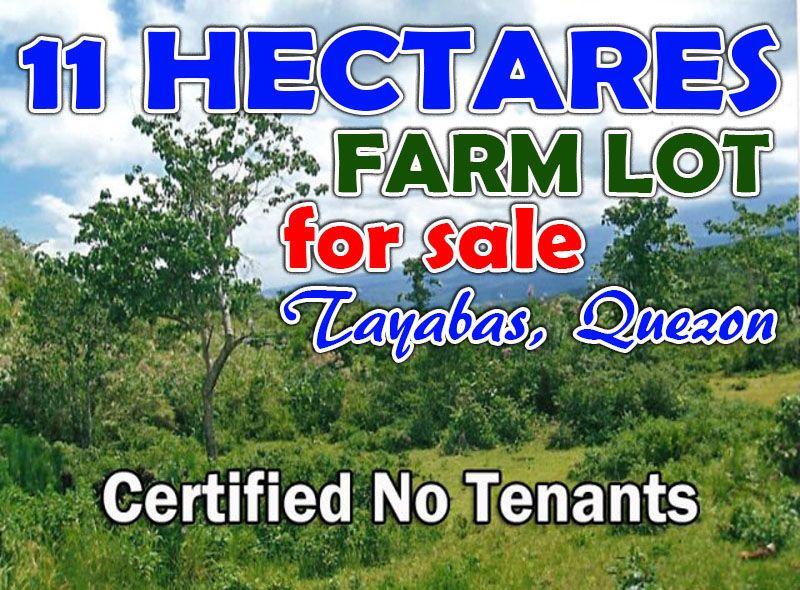 11 Hectares Farm Lot in Tayabas Quezon