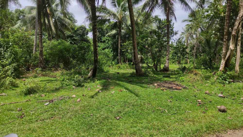 58 Hectares Agricultural Land - Alang-alang, Leyte