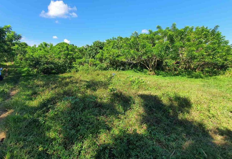 Lot for Sale at Amadeo Cavite Farm land near Tagaytay City