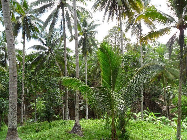 farm lot in tagum