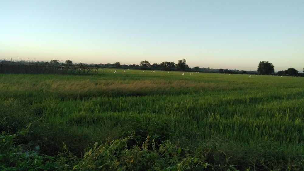 for-sale-3-96-hectares-farm-land