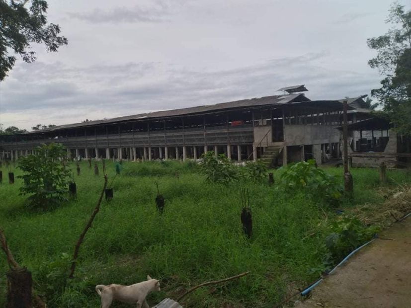 Poultry and piggery farm for sale. Batangas