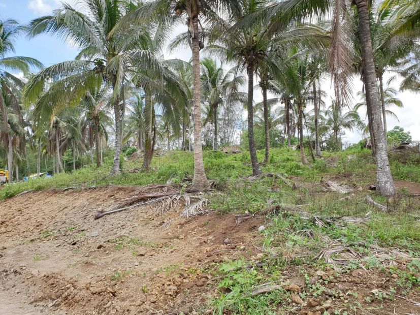 For Sale Farm inside Pulong Saging Silang Cavite