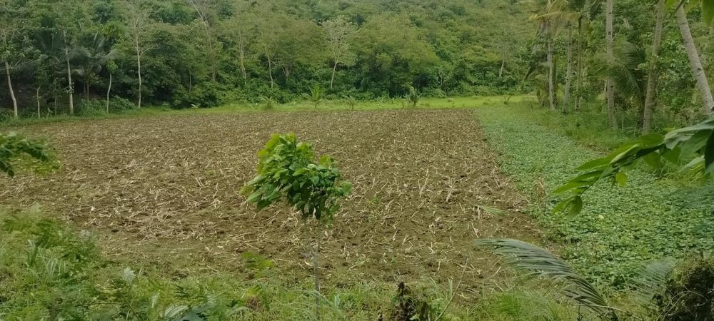 Lot For Sale Dumanjug Cebu Philippines 8.3 Hectares at 150/sqm