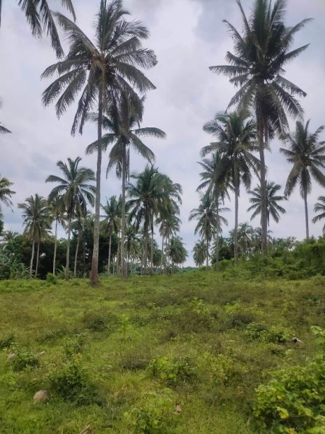 1,200 square meters Farm Lot for Sale in Bendita I, Magallanes, Cavite