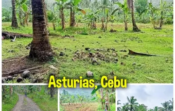 Agricultural Lot For Sale in Asturias, Cebu