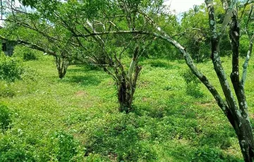 Agricultural Lot For Sale in San Francisco, Tiaong, Quezon