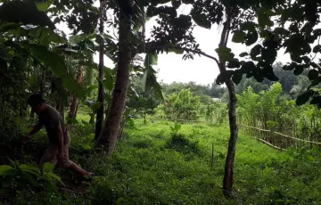 Agricultural Lot For Rent in Balian, Pangil, Laguna