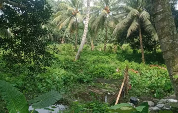 Agricultural Lot For Sale in Pagalungan, Polomolok, South Cotabato