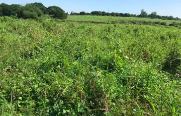 Agricultural Lot For Sale in Bueno, Capas, Tarlac