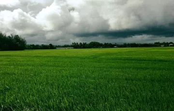 Agricultural Lot For Rent in Puis, New Washington, Aklan
