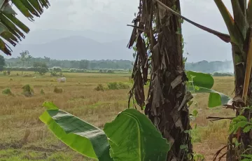 Agricultural Lot For Sale in Bancay 1st, Camiling, Tarlac