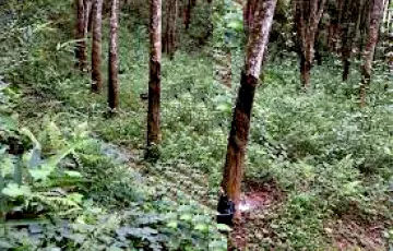 Residential Lot For Rent in Holy Spirit, Quezon City, Metro Manila