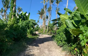 Agricultural Lot For Sale in Catangnan, General Luna, Surigao del Norte