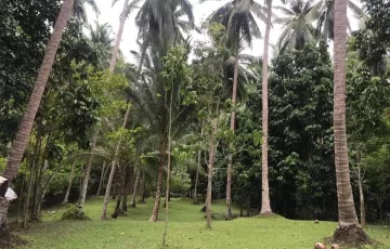 Agricultural Lot For Sale in Maoyon, Puerto Princesa, Palawan
