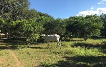 Agricultural Lot For Sale in Ibaan, Batangas