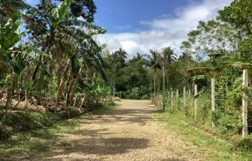 Agricultural Lot For Sale in Polillo, Quezon