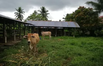 Agricultural Lot For Sale in Dakit, Bogo, Cebu