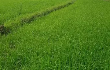 Agricultural Lot For Sale in Tagabaca, Butuan, Agusan del Norte