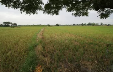 Agricultural Lot For Sale in Dinalupihan, Bataan