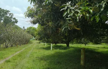 Agricultural Lot For Sale in Balamban, Cebu