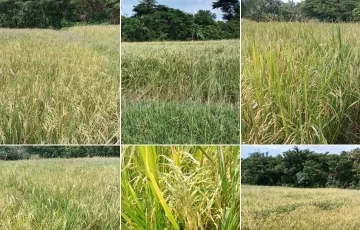 Agricultural Lot For Sale in Bagacay, Tigbauan, Iloilo