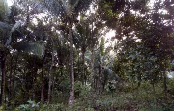 Agricultural Lot For Sale in Mabitac, Laguna