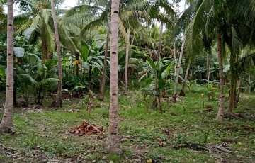 Agricultural Lot For Sale in Panalipan, Catmon, Cebu
